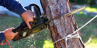 How Our Tree Care Process Works  in  Culloden, WV