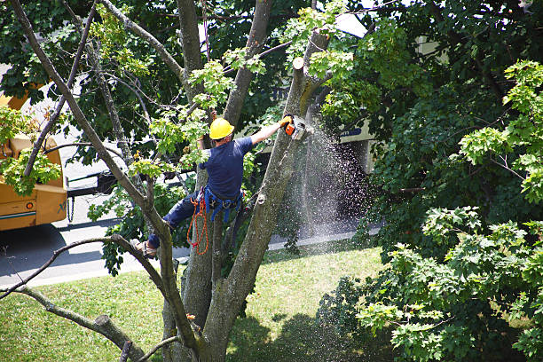 Reliable Culloden, WV Tree Services Solutions